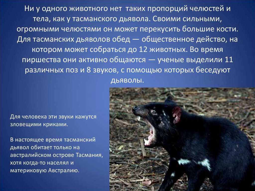 Тасманский дьявол - как выглядит, чем питается, как кричит, почему его так назвали и другие интересные факты