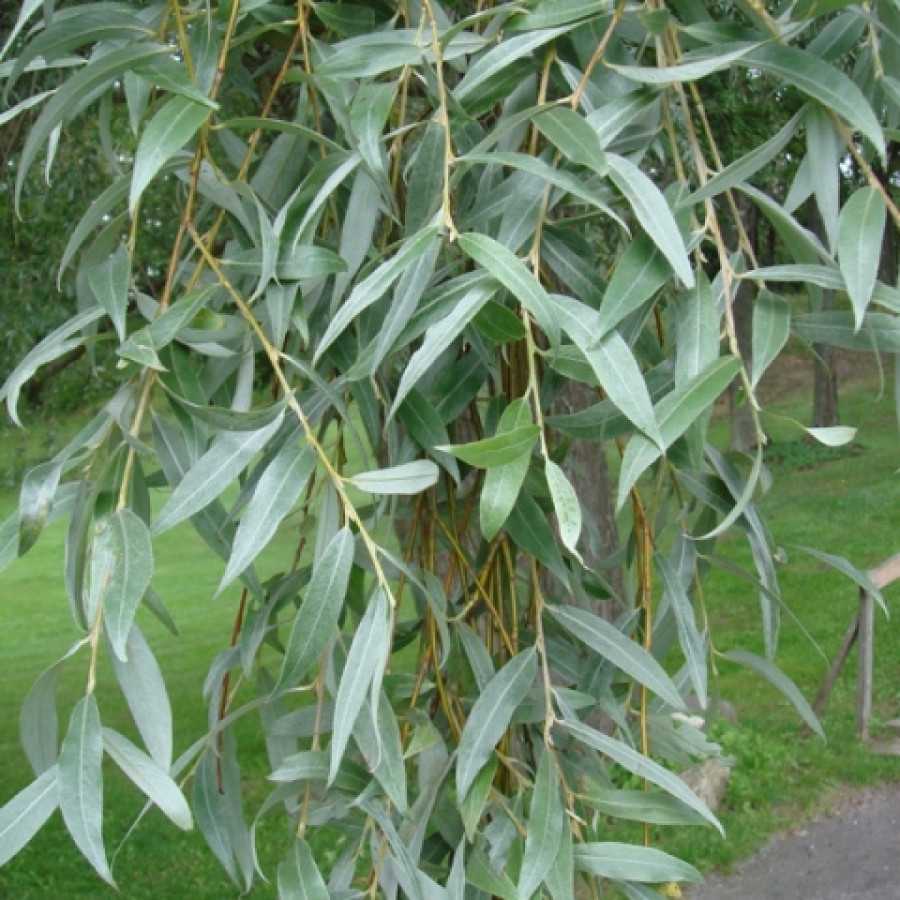 Ива белая, или серебристая - salix alba | russianpermaculture.ru