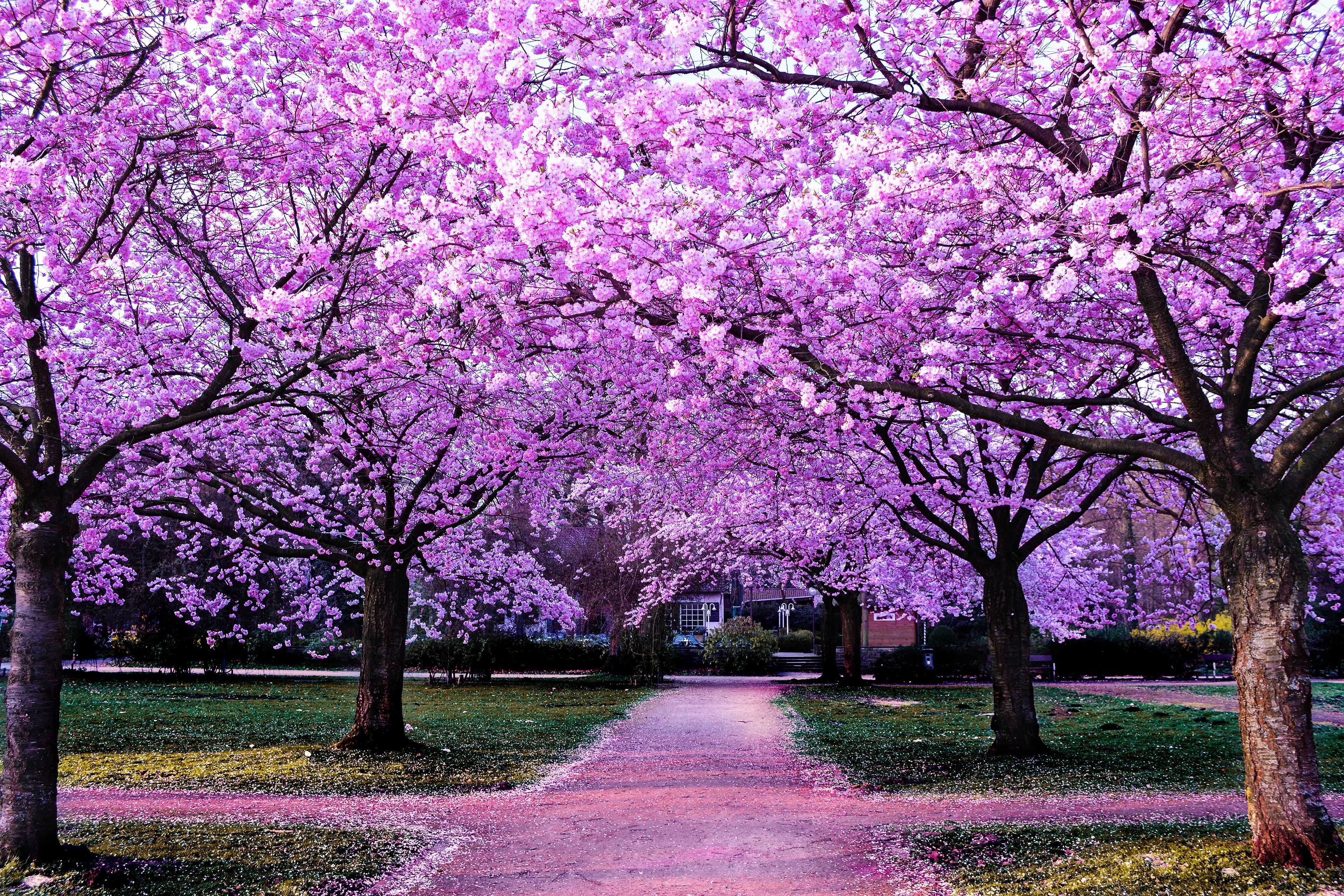 4k wallpapers japan : sakura spring 4k 5k wallpapers nature