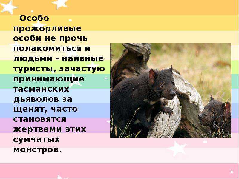 Тасманский дьявол животное. образ жизни и среда обитания тасманского дьявола