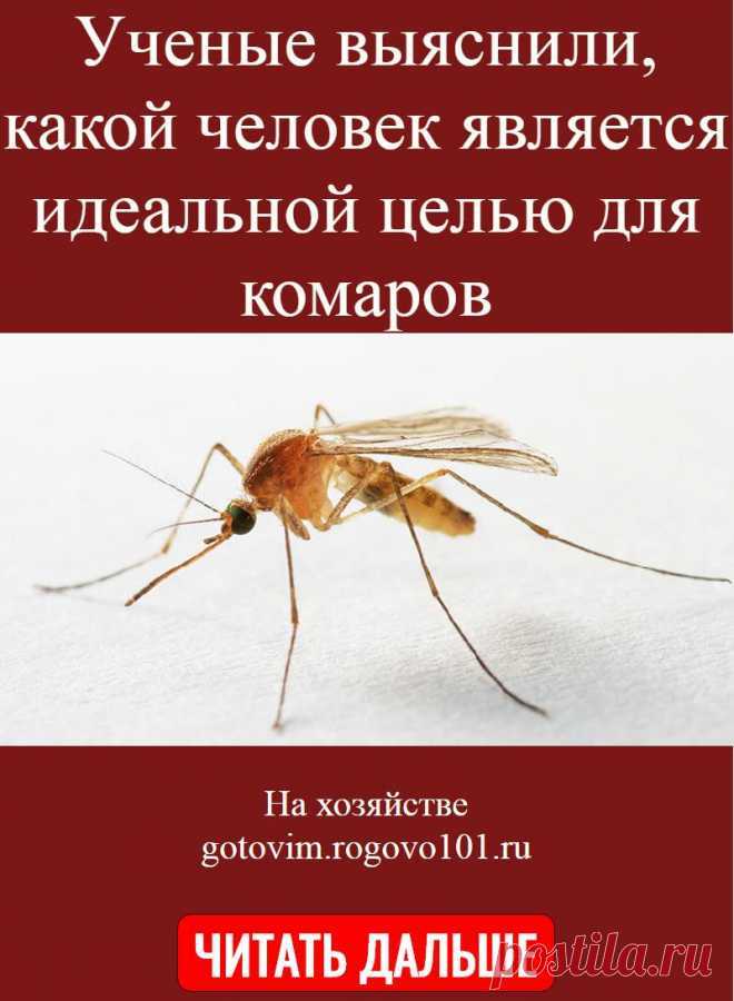 Комарик - фотография - животный мир