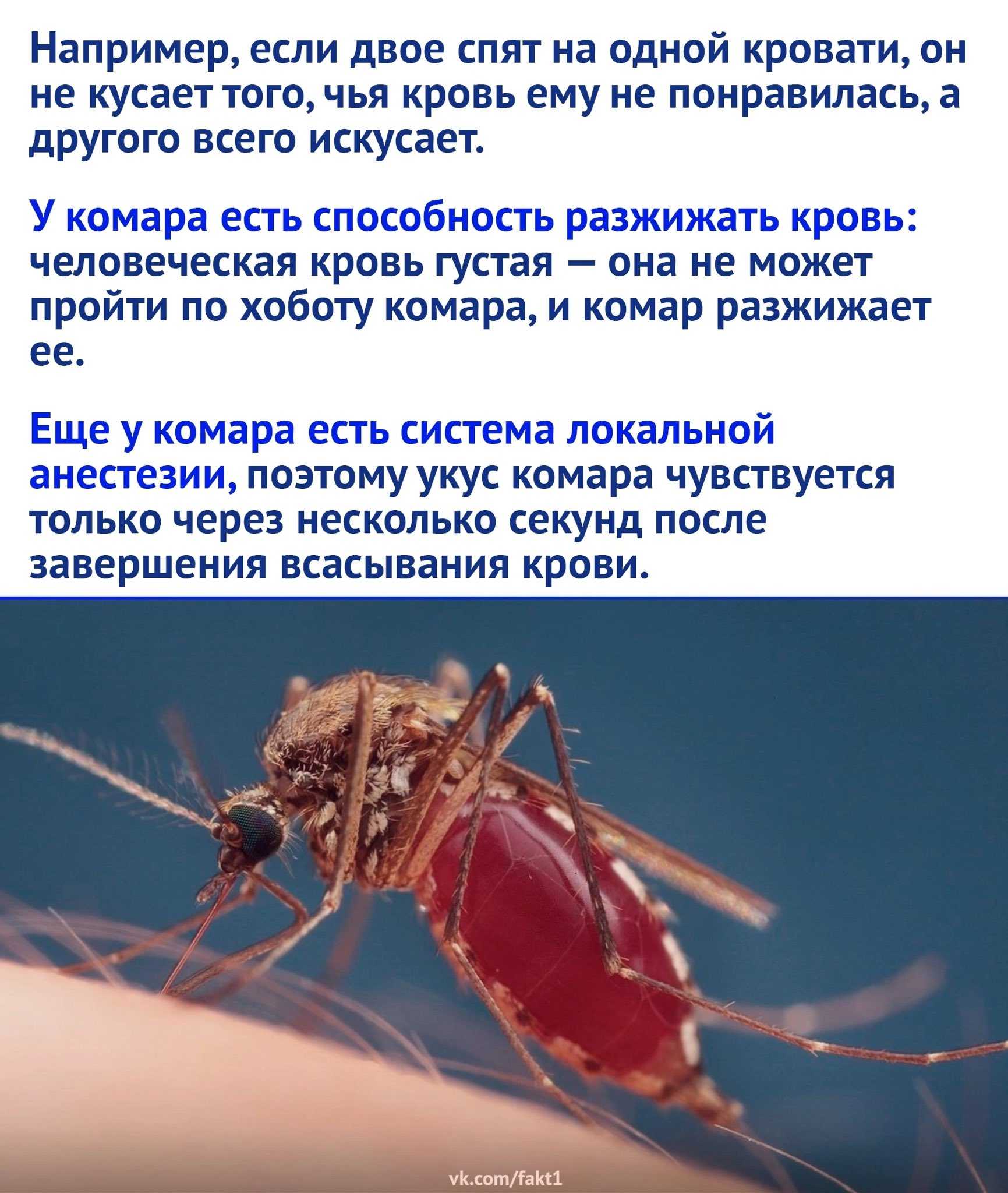 Картинки для детей комара – раскраска комар