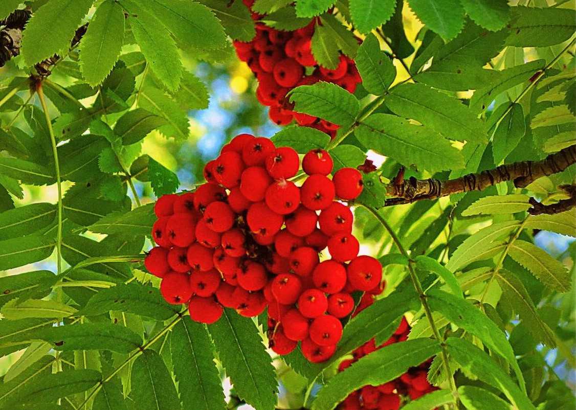 Рябина рябина обыкновенная рябина обыкновенная fraxinus americana рябина ария, зеленые травы, природные продукты питания, еда, фотография png бесплатная загрузка