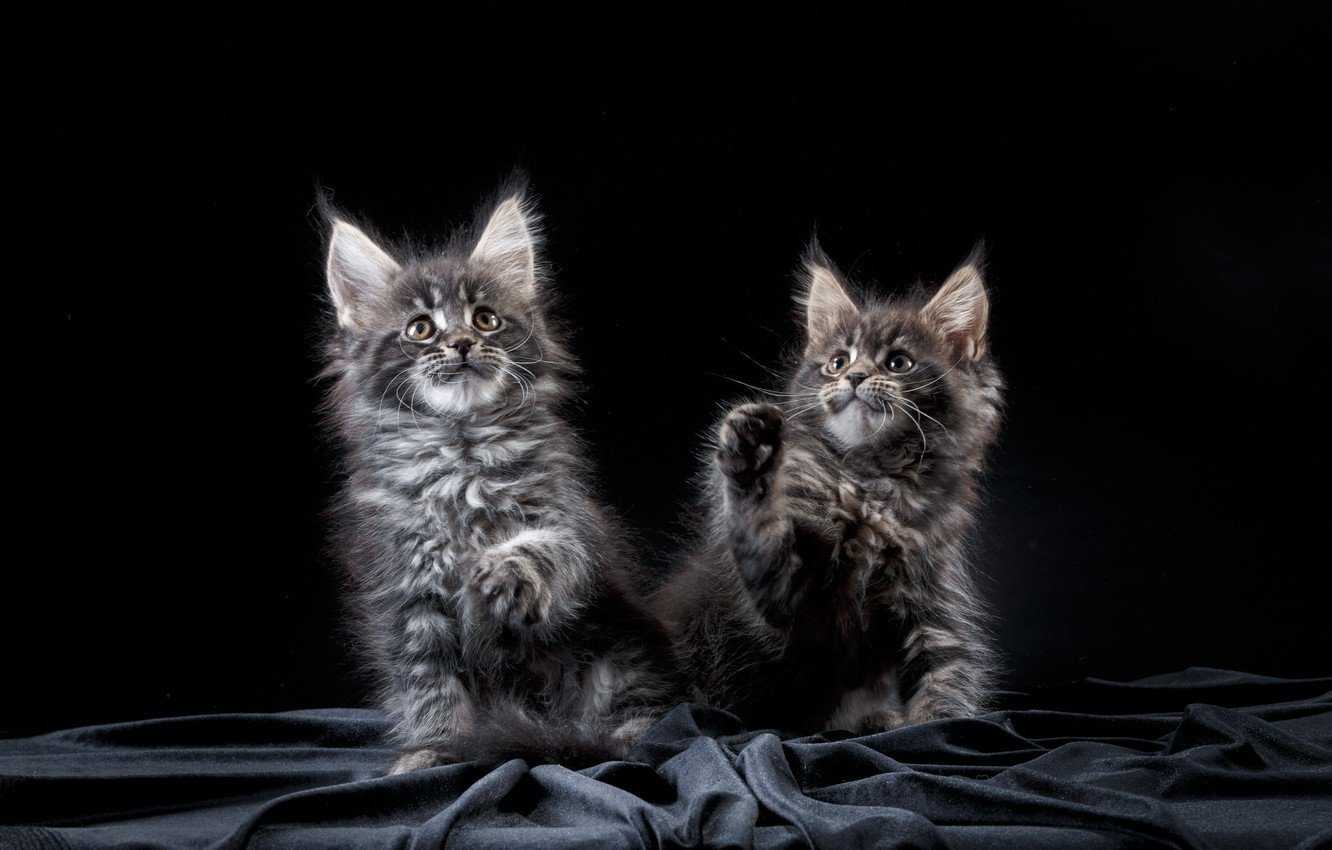 Мейн-кун (en: maine coon) кошки обои, картинки, скачать 40 обои на рабочий стол. красивые бесплатные фото животных для рабочего стола