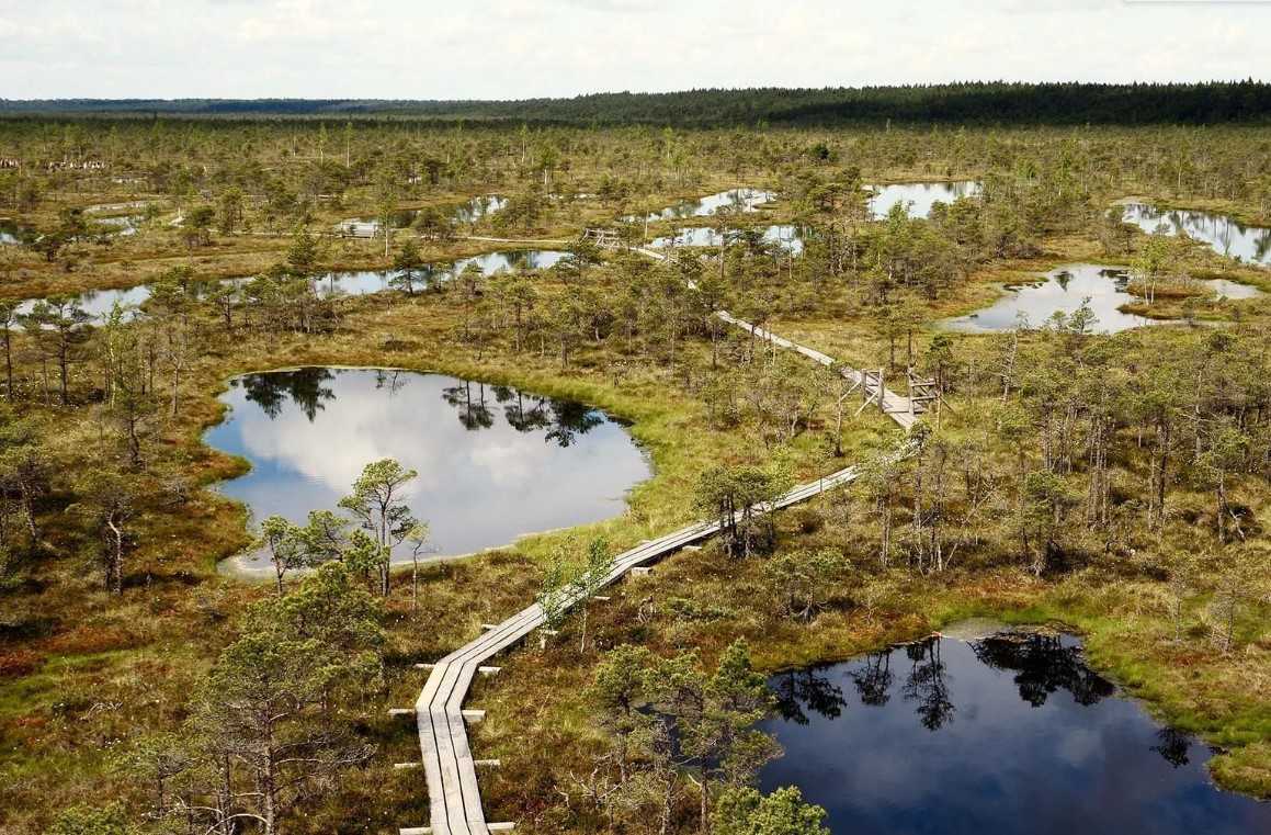 Картина панно рисунок квиллинг фроськино болото бумажные полосы