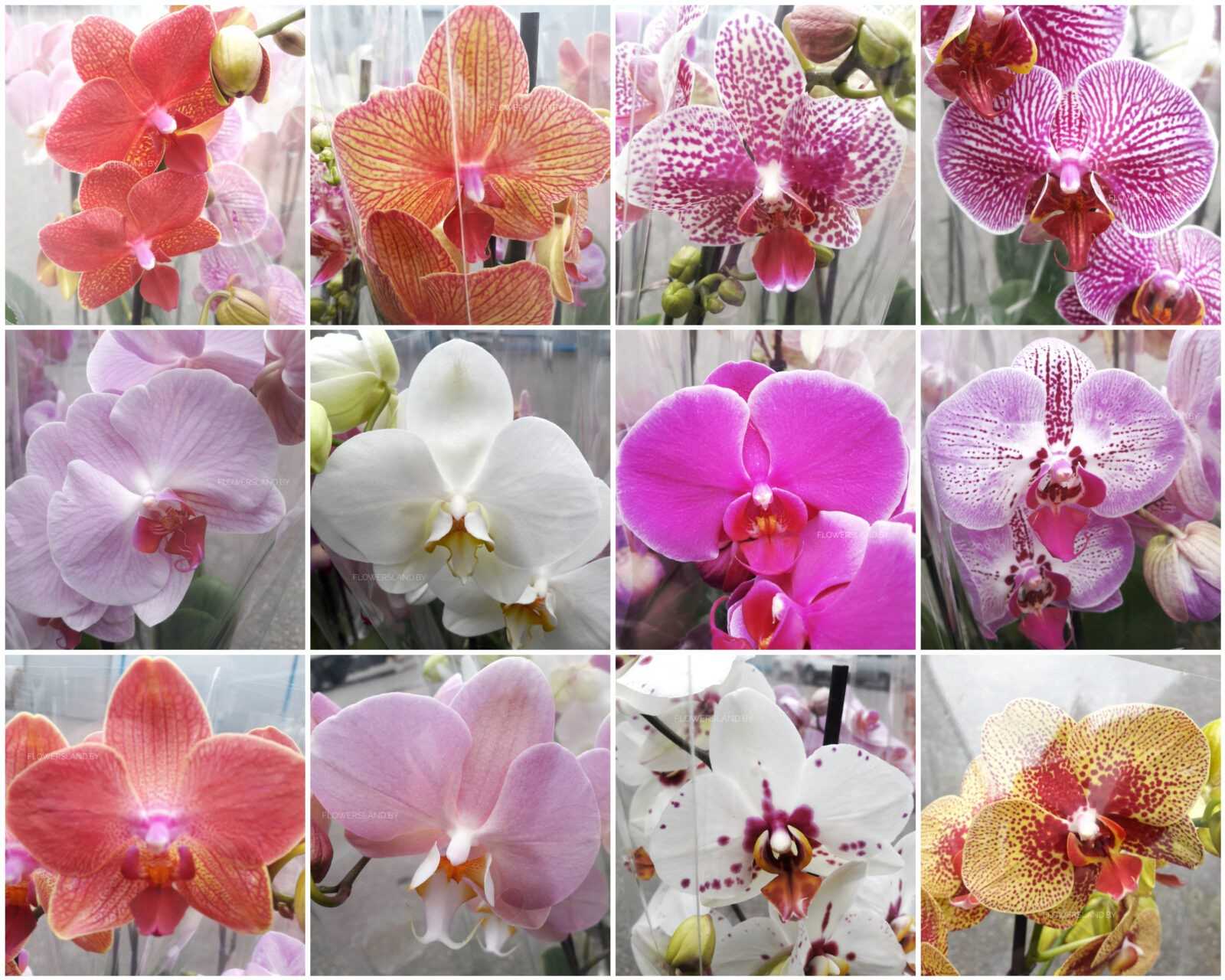 Сумка модели «2.55» от шанель: история создания, фото оригиналов и копий