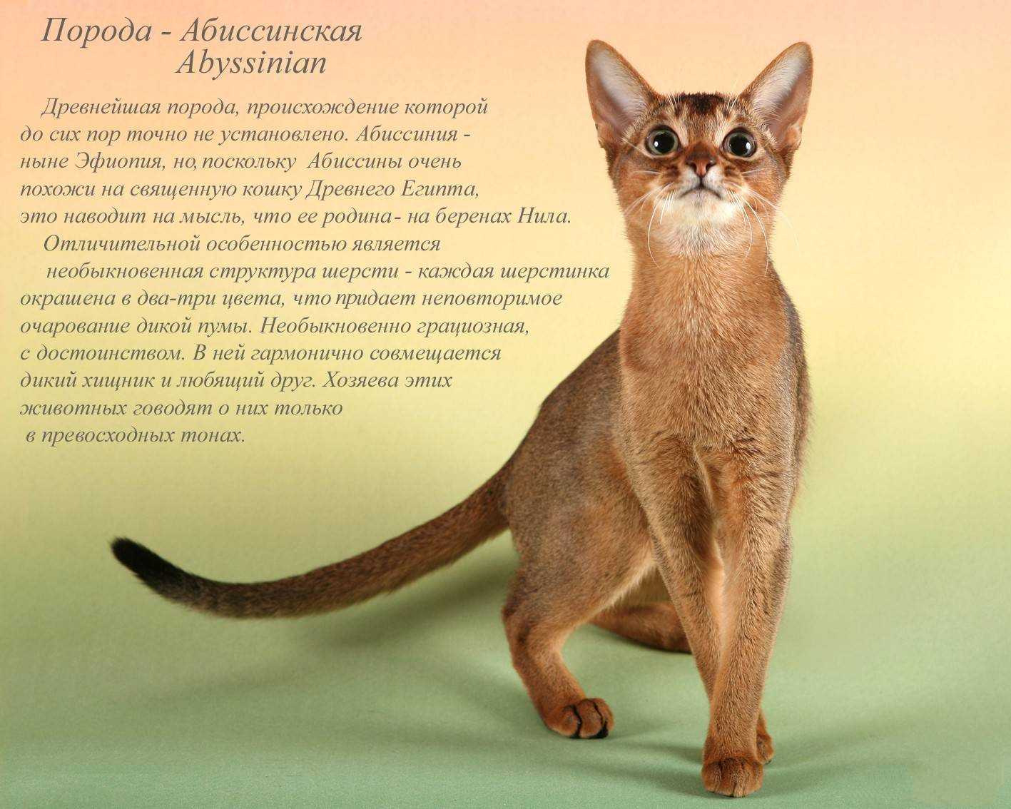 Анкх древний египет египетские иероглифы, символ, разное, наклейка png