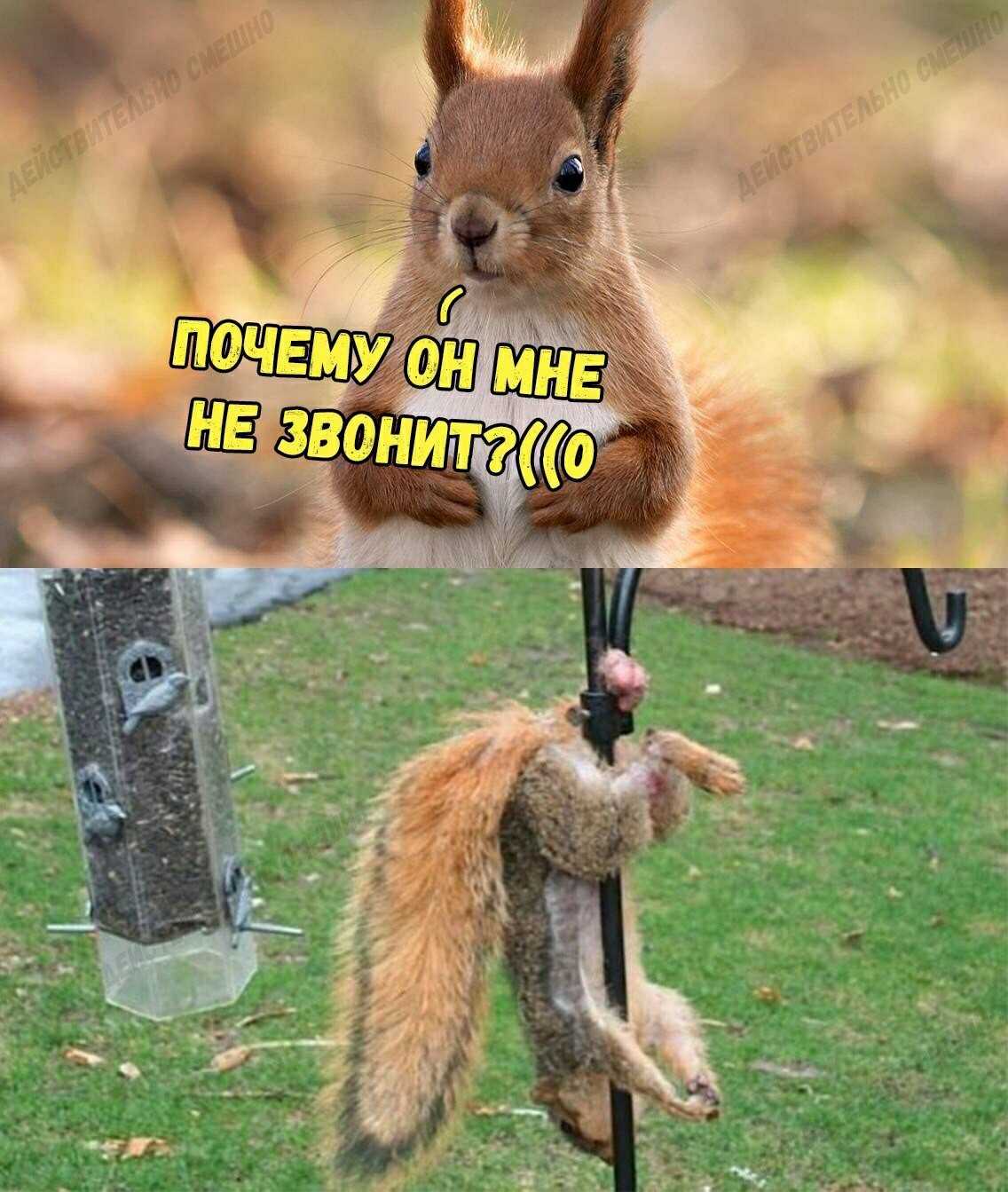 Картинки прикольные смешные с надписями - скачать бесплатно.