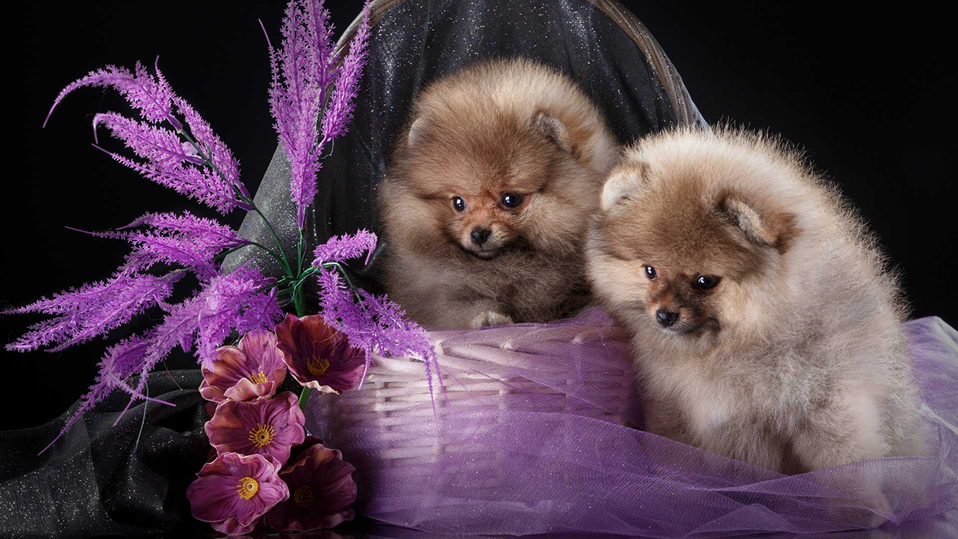 Обои на компьютер шпиц