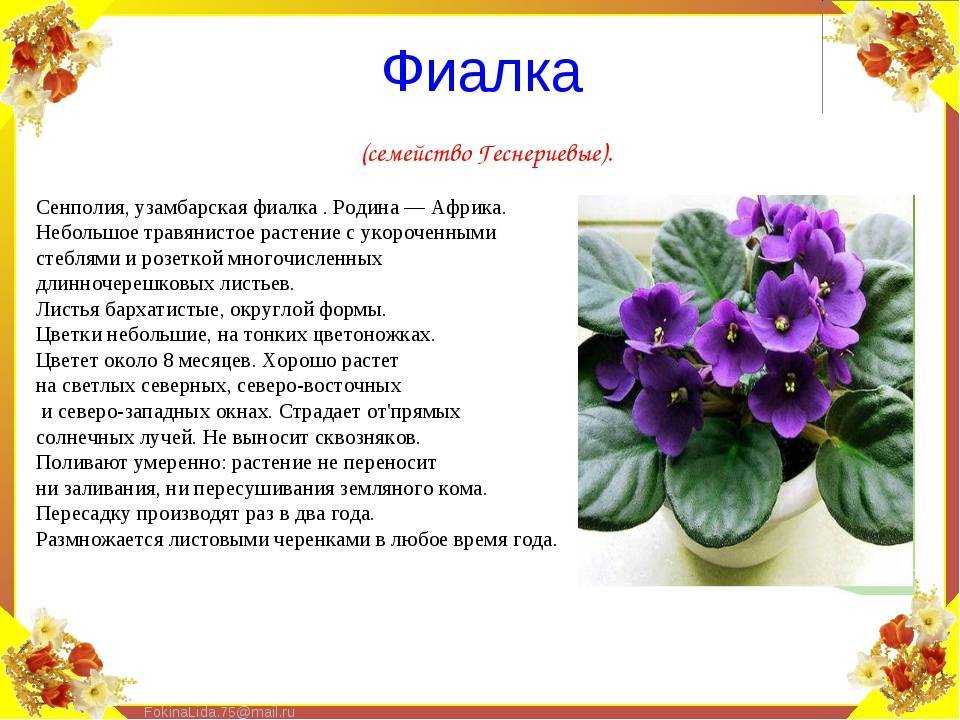 Цветы фиалки (60 фото)! » 72tv.ru - картинки и открытки "красивые поздравления"!